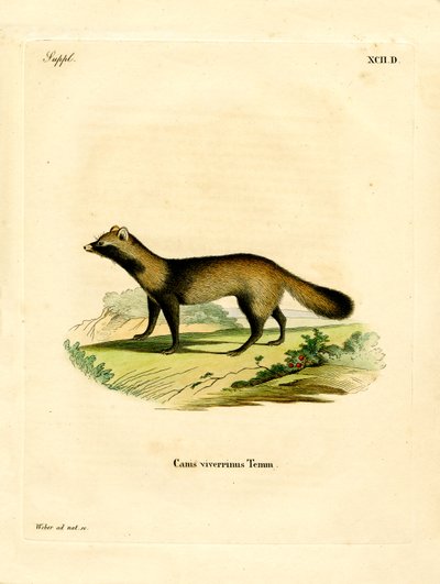 Chien viverrin - German School