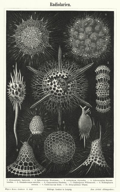 Radiolaires (gravure) - German School