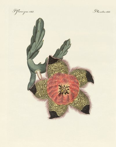 Plantes rares d