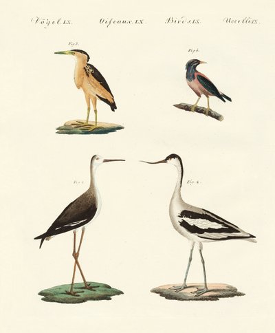 Oiseaux rares d