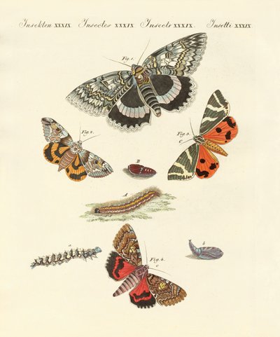Papillons de nuit rares allemands - German School