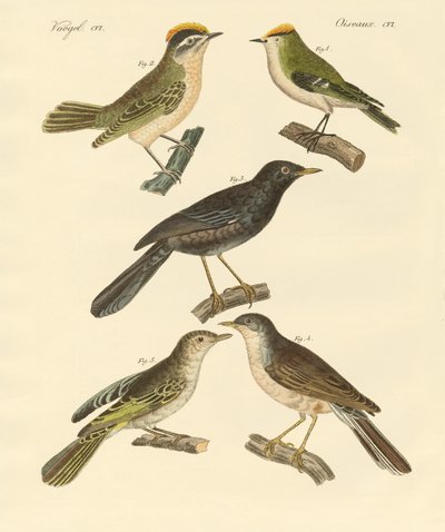 Oiseaux rares et beaux d