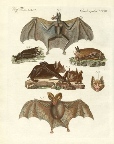 Chauves-souris rares - German School