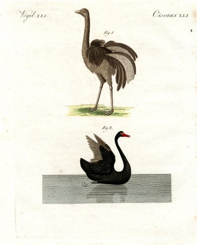 Oiseaux rares - German School