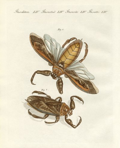 Insectes rares - German School