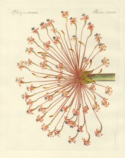 Plantes ornementales rares (gravure en couleur) - German School