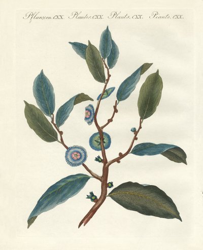Plantes ornementales rares - German School