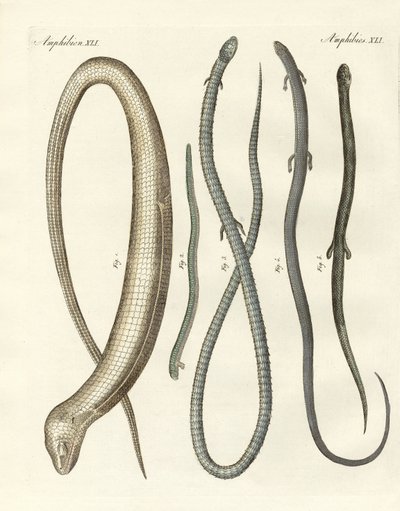 Reptiles rares - German School