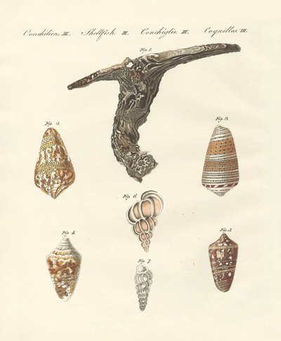 Coquillages rares - German School