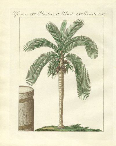 Arbres rares (gravure en couleur) - German School