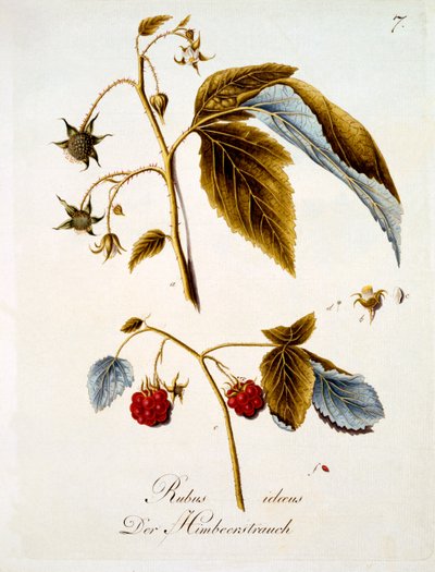 Framboise, illustration d