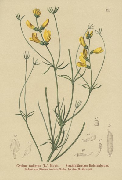 Genêt radié (Cytisus radiatus) - German School
