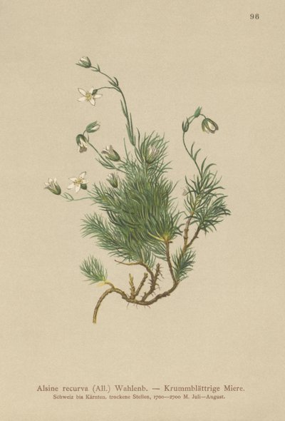 Sabuline recourbée (Alsine recurva, Minuartia recurva) - German School