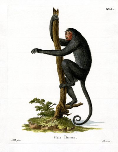 Singe-araignée à face rouge - German School