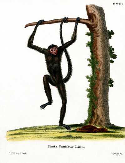 Singe-araignée à face rouge - German School