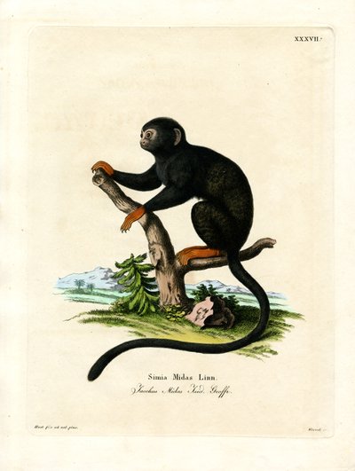Tamarin à mains rouges - German School