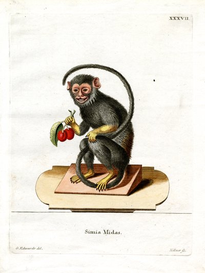 Tamarin à mains rouges - German School