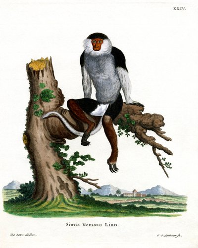 Douc à pattes rouges - German School