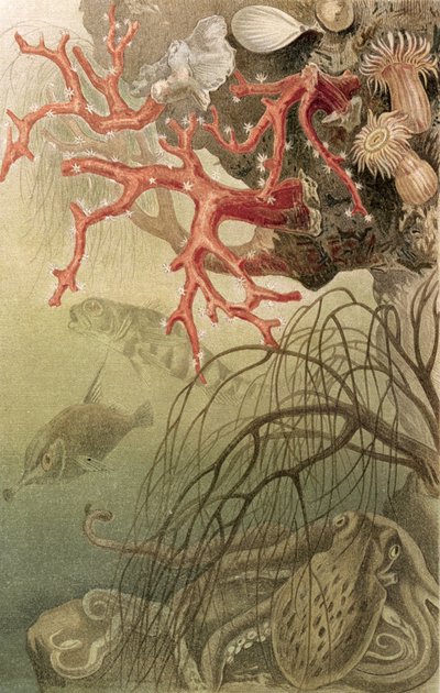 Corail rouge, planche de Brehms Tierleben: Allgemeine Kunde des Tierreichs, vol.10, p.608, publié par Bibliographisches Institut, 1893 - German School