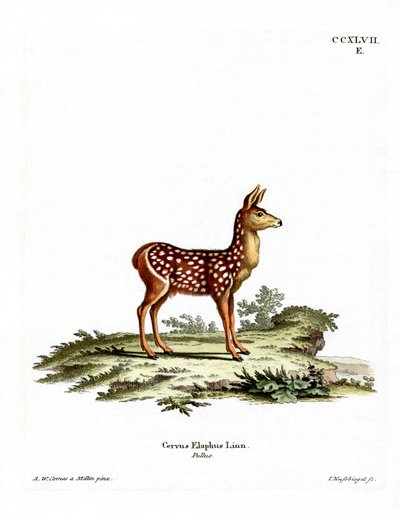 Faon de cerf rouge - German School