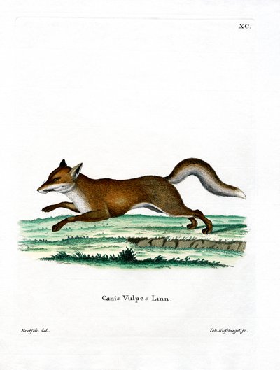 Renard roux - German School