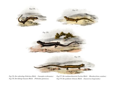 Salamandre à dos rouge - German School