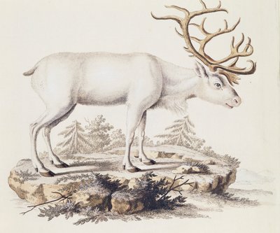 Renne (Cervus tarandus), de Mammifères illustrés de la Nature avec descriptions, par Johann Christian Daniel von Schreber (1739-1810), gravure par I Nufsbiegel, volume 5, table 248-C, Allemagne - German School