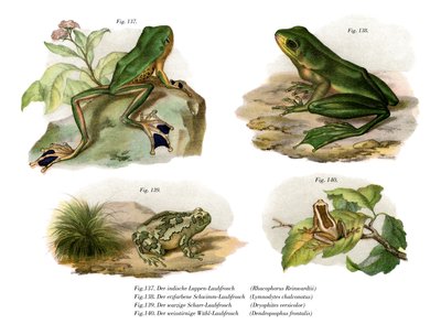 Grenouille volante de Reinwardt - German School