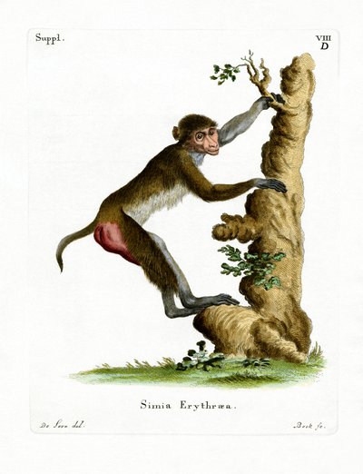 Macaque rhésus - German School