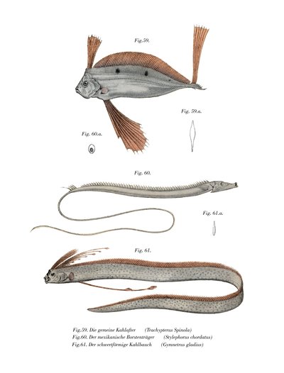 Poisson-ruban - German School