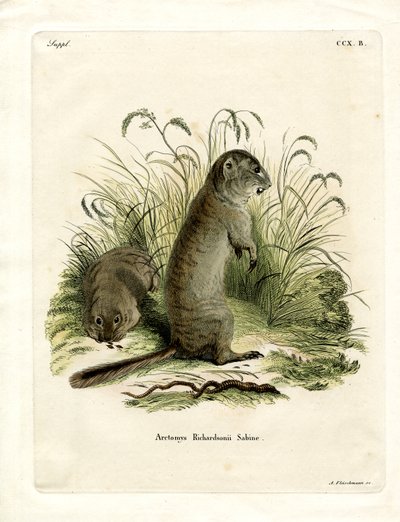 Spermophile de Richardson - German School