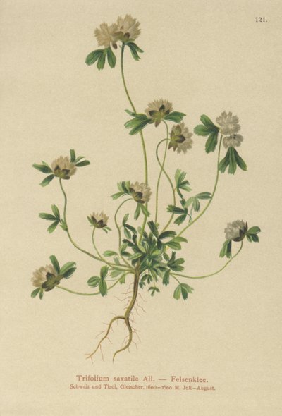 Trèfle des rochers (Trifolium saxatile) - German School