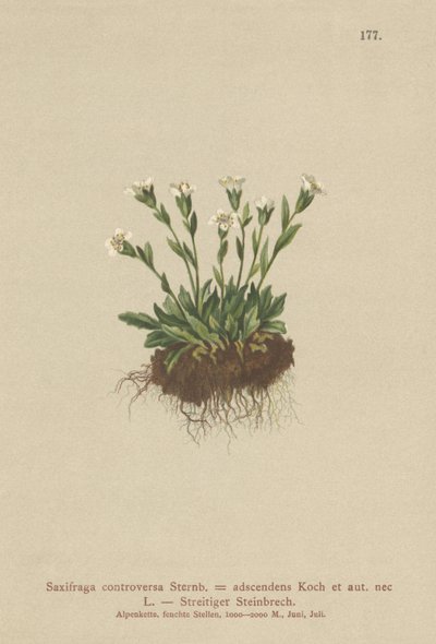 Saxifrage des rochers (Saxifraga controversa, Saxifraga adscendens) - German School