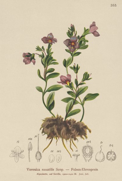 Véronique des rochers (Veronica saxatilis) - German School