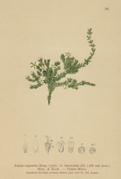 Stellaire des rochers (Alsine rupestris, Alsine lanceolata, Minuartia rupestris) - German School