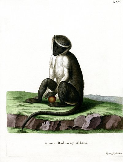 Guenon Roloway - German School