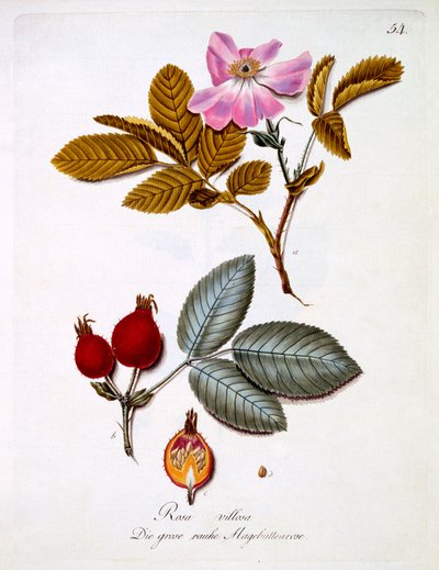 Rosa villosa, illustration d
