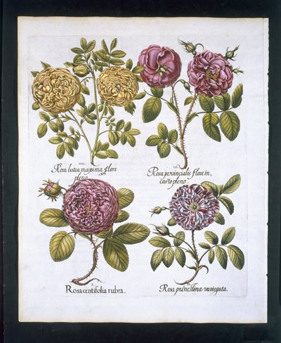 Roses, planche 95 de Hortus Eystettensis par Basil Besler (1561-1629) publié en 1613 - German School