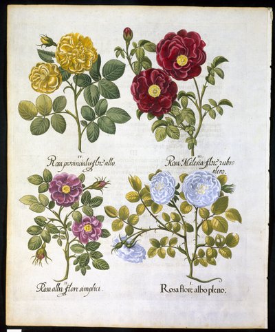 Roses, planche 96 de Hortus Eystettensis par Basil Besler (1561-1629) publié en 1613 - German School