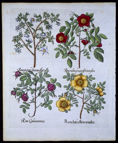 Roses, planche 98 de Hortus Eystettensis par Basil Besler (1561-1629) publié en 1613 - German School