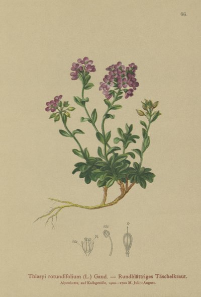 Tabouret à feuilles rondes (Thlaspi rotundifolium, Noccaea rotundifolia, Thlaspi cepaeifolium subsp. rotundifolium) - German School