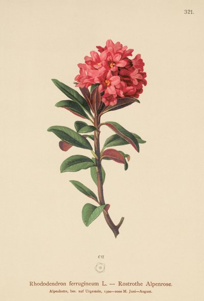 Rhododendron ferrugineux (Rhododendron ferrugineum) - German School