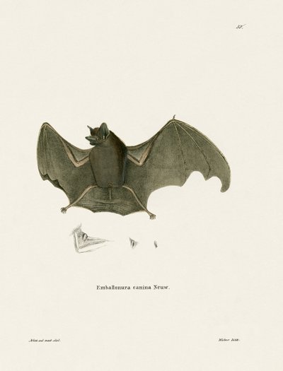 Chauve-souris à ailes-sac - German School