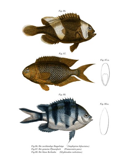 Poisson-clown à selle - German School