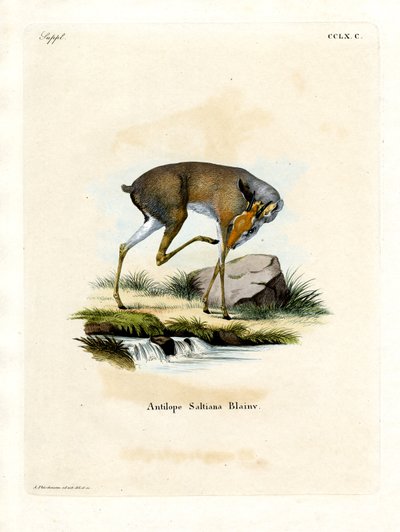 Dik-dik de Salt - German School