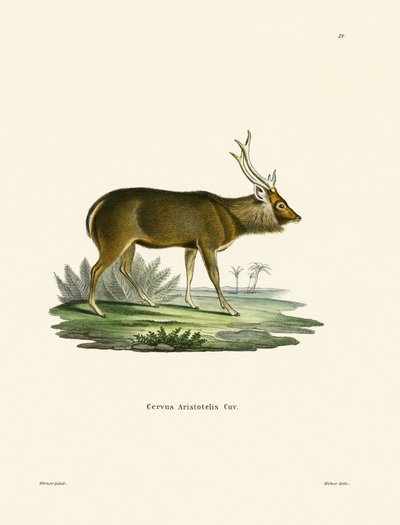 Sambar - German School