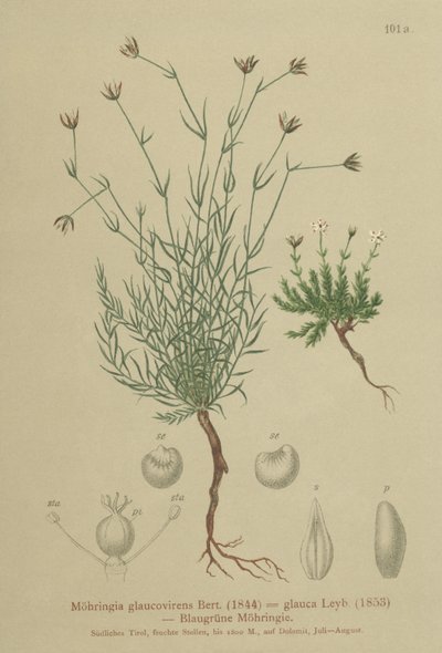 Sabuline (Moehringia glaucovirens) - German School
