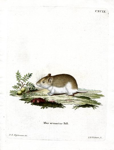 Rat-taupe sablonneux - German School
