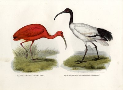Ibis rouge, 1864 - German School