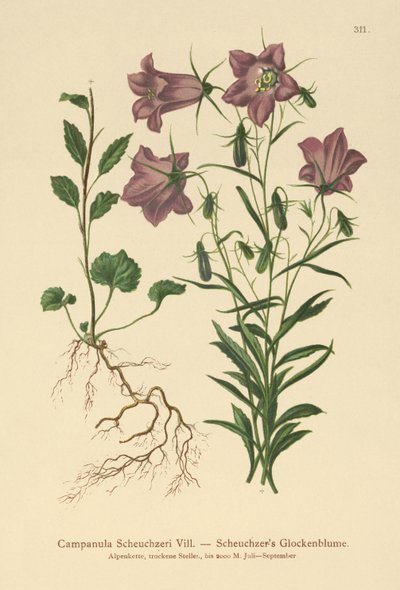 Campanule de Scheuchzer (Campanula Scheuzeri) - German School